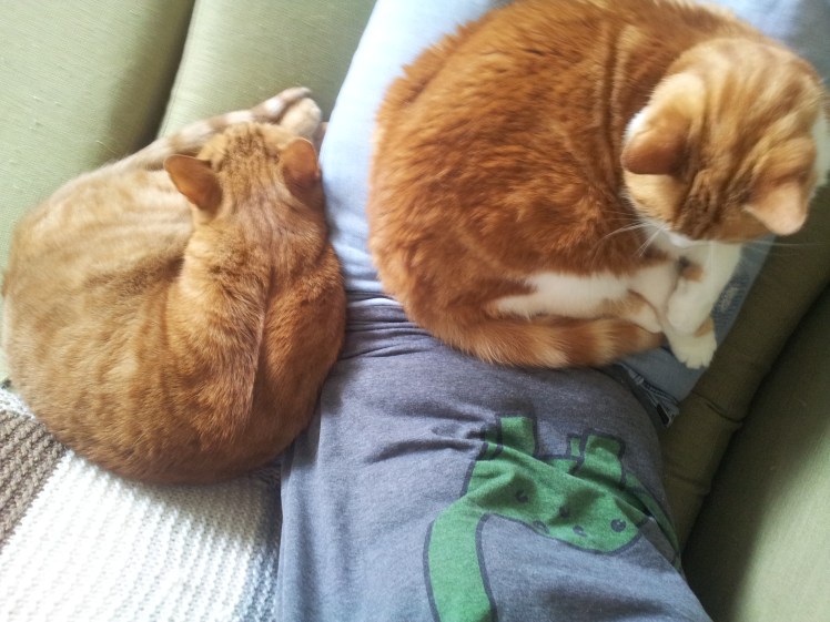 Covered in foster kitties.