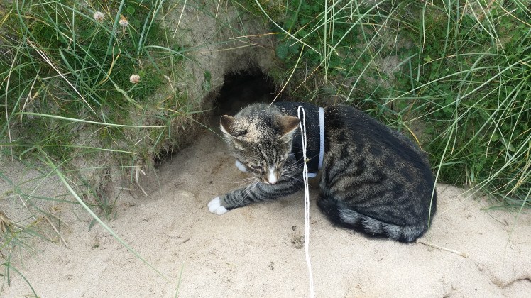 This is better: hunting bunnies.